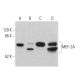 western blotting image from recommended MEF-2A (B-4) monoclonal antibody replacement. Image 359701