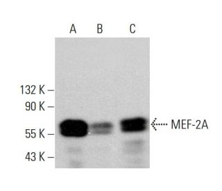 MEF-2A Antibody (D-6) - Western Blotting - Image 379903 