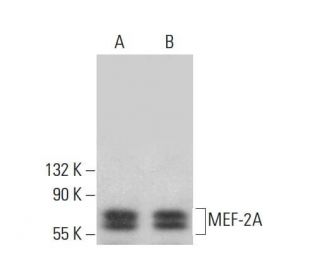 MEF-2A Antibody (D-6) - Western Blotting - Image 379820