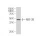 MEF-2B Antibody (4B5) - Western Blotting - Image 370716