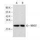 MAD2 Antibody (C-10) - Western Blotting - Image 148813
