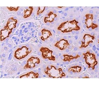 immunohistochemistry image from recommended megalin/LRP2 (G-9) monoclonal antibody replacement. Image 369242