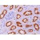 immunohistochemistry image from recommended megalin/LRP2 (G-9) monoclonal antibody replacement. Image 369242
