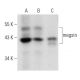megsin Antibody (H-10) - Western Blotting - Image 357326