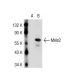 Meis1/2/3 Antibody (9.2.7) - Western Blotting - Image 36881