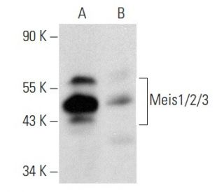 Meis1/2/3 Antibody (9.2.7)