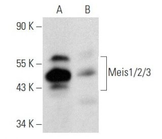 western blotting image from recommended Meis1/2/3 (9.2.7) monoclonal antibody replacement. Image 358467