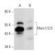 western blotting image from recommended Meis1/2/3 (9.2.7) monoclonal antibody replacement. Image 358467