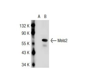 Meis1/2/3 Antibody (9.2.7) - Western Blotting - Image 36881Each CRISPR/Cas9 Knockout (KO) Plasmid product consists of a pool of 3 plasmids designed to ensure identification and cleavage of a specific gene for maximum knockout efficiency. Each plasmid encodes a unique 20 nt sequence derived from the GeCKO (v2) library.