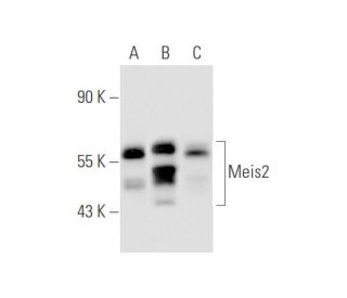 Meis2 Antibody (63-T) - Western Blotting - Image 67823 