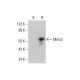 Meis2 Antibody (H-10) - Western Blotting - Image 348619