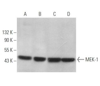 western blotting image from recommended MEK-1 (H-8) monoclonal antibody replacement. Image 372944