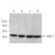 western blotting image from recommended MEK-1 (H-8) monoclonal antibody replacement. Image 372944