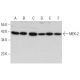 western blotting image from recommended MEK-2 (A-1) monoclonal antibody replacement. Image 377270