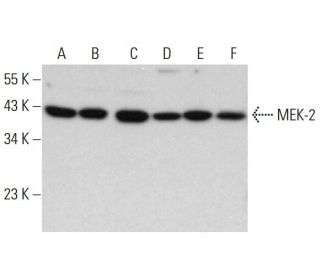 western blotting image from recommended MEK-2 (A-1) monoclonal antibody replacement. Image 377270
