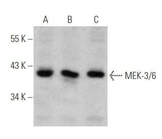 MEK-3/6 Antibody (E-3) - Western Blotting - Image 355248 