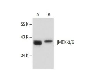 western blotting image from recommended MEK-3/6 (B-1) monoclonal antibody replacement. Image 133134