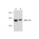 western blotting image from recommended MEK-3/6 (B-1) monoclonal antibody replacement. Image 133134