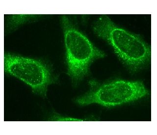 MEK-3 Antibody (B-2) - Immunofluorescence - Image 156884 
