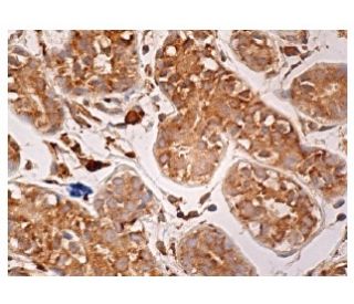 immunohistochemistry image from recommended MEK-3 (B-5) monoclonal antibody replacement. Image 161012
