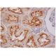 immunohistochemistry image from recommended MEK-4 (G-7) monoclonal antibody replacement. Image 284926