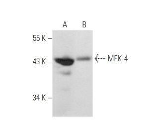 MEK-4 Antibody (G-6) - Western Blotting - Image 68288
