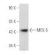 western blotting image from recommended MEK-5 (E-3) monoclonal antibody replacement. Image 355780