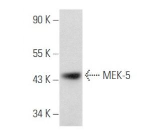 MEK-5 Antibody (E-3) - Western Blotting - Image 355780The Double Nickase Plasmid features a U6 promoter for sgRNA expression, a 20 nt targeting sequence, and a gRNA scaffold to guide Cas9n. It includes a CBh promoter for Cas9n (D10A) and puromycin resistance, GFP for transfection verification, and nuclear localization signals (NLS). The 2A peptide allows co-expression of Cas9n and Puro from a single promoter, enabling precise genome editing with reduced off-target effects.