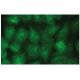 MEK-6 Antibody (C-1) - Immunofluorescence - Image 114217 