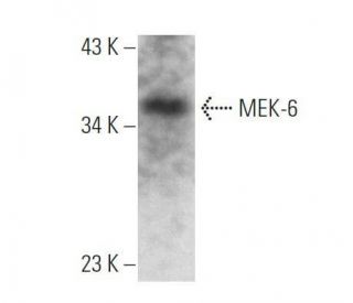 western blotting image from recommended MEK-6 (C-1) monoclonal antibody replacement. Image 356348