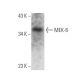 western blotting image from recommended MEK-6 (C-1) monoclonal antibody replacement. Image 356348