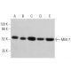 western blotting image from recommended MEK-7 (E-7) monoclonal antibody replacement. Image 359707