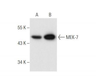 MEK-7 Antibody (E-7) - Western Blotting - Image 55827 