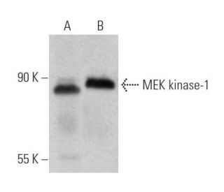 MEK kinase-1 Antibody (1-9C-2A) - Western Blotting - Image 370524 