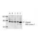 western blotting image from recommended MEK kinase-1 (F-11) monoclonal antibody replacement. Image 12569