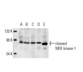 MEK kinase-1 Antibody (F-11) - Western Blotting - Image 12569 