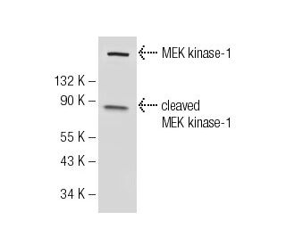 MEK kinase-1 Antibody (1-9C-2A) - Western Blotting - Image 1846Each CRISPR/Cas9 Knockout (KO) Plasmid product consists of a pool of 3 plasmids designed to ensure identification and cleavage of a specific gene for maximum knockout efficiency. Each plasmid encodes a unique 20 nt sequence derived from the GeCKO (v2) library. 