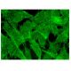 MEK kinase-2 Antibody (H-9) - Immunofluorescence - Image 302196 