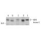 MEK kinase-2 Antibody (H-9) - Western Blotting - Image 382663