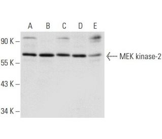 western blotting image from recommended MEK kinase-2 (H-9) monoclonal antibody replacement. Image 301288