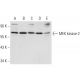 western blotting image from recommended MEK kinase-2 (H-9) monoclonal antibody replacement. Image 301288