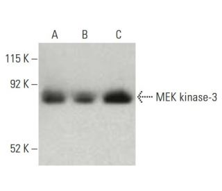 MEK kinase-3 Antibody (40) - Western Blotting - Image 396367