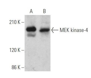 MEK kinase-4 Antibody (E-6) - Western Blotting - Image 360790 