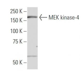 MEK kinase-4 Antibody (K-7) - Western Blotting - Image 33772 