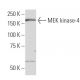 MEK kinase-4 Antibody (K-7) - Western Blotting - Image 33772 