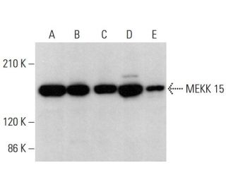 MEKK 15 Antibody (D-6) - Western Blotting - Image 379799 