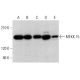 MEKK 15 Antibody (D-6) - Western Blotting - Image 379799 