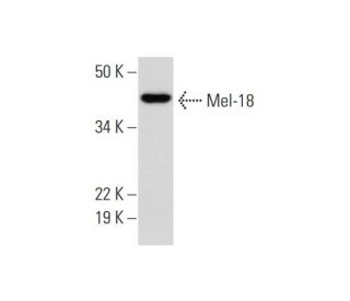 Mel-18 Antibody (B-8) - Western Blotting - Image 290882 