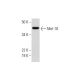 Mel-18 Antibody (B-8) - Western Blotting - Image 290882 