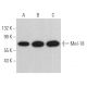 Cet anticorps polyclonal n'est plus commercialisé. Voir l'anticorps monoclonal <a href="mel-18-antibody-h-1">Mel-18 (H-1)</a> que nous recommandons (données d'échantillonnage indiquées). western blotting image from recommended Mel-18 (H-1) monoclonal antibody replacement. Image 367078